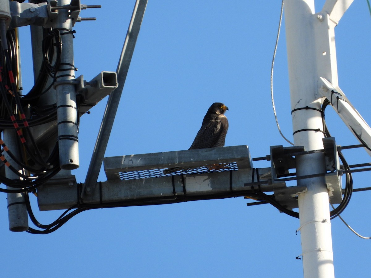 Сапсан - ML647557997