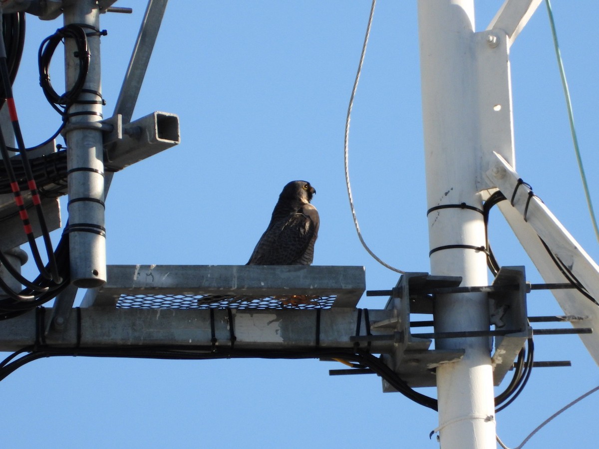 Сапсан - ML647557998