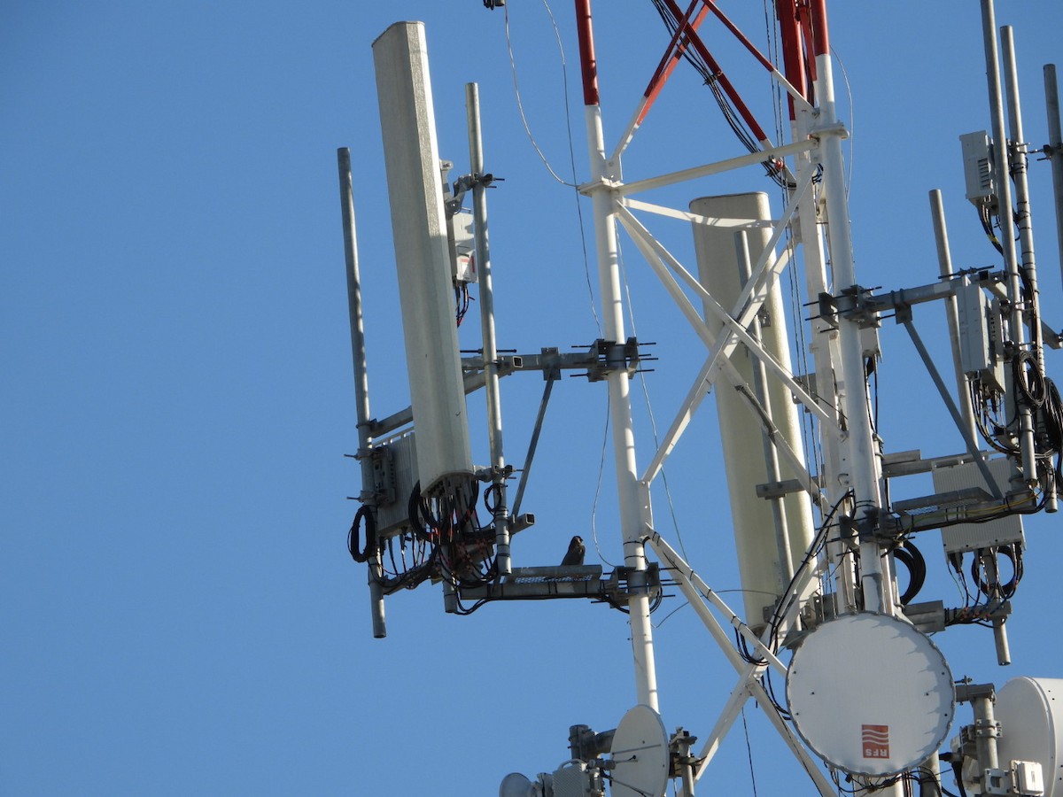 Сапсан - ML647557999