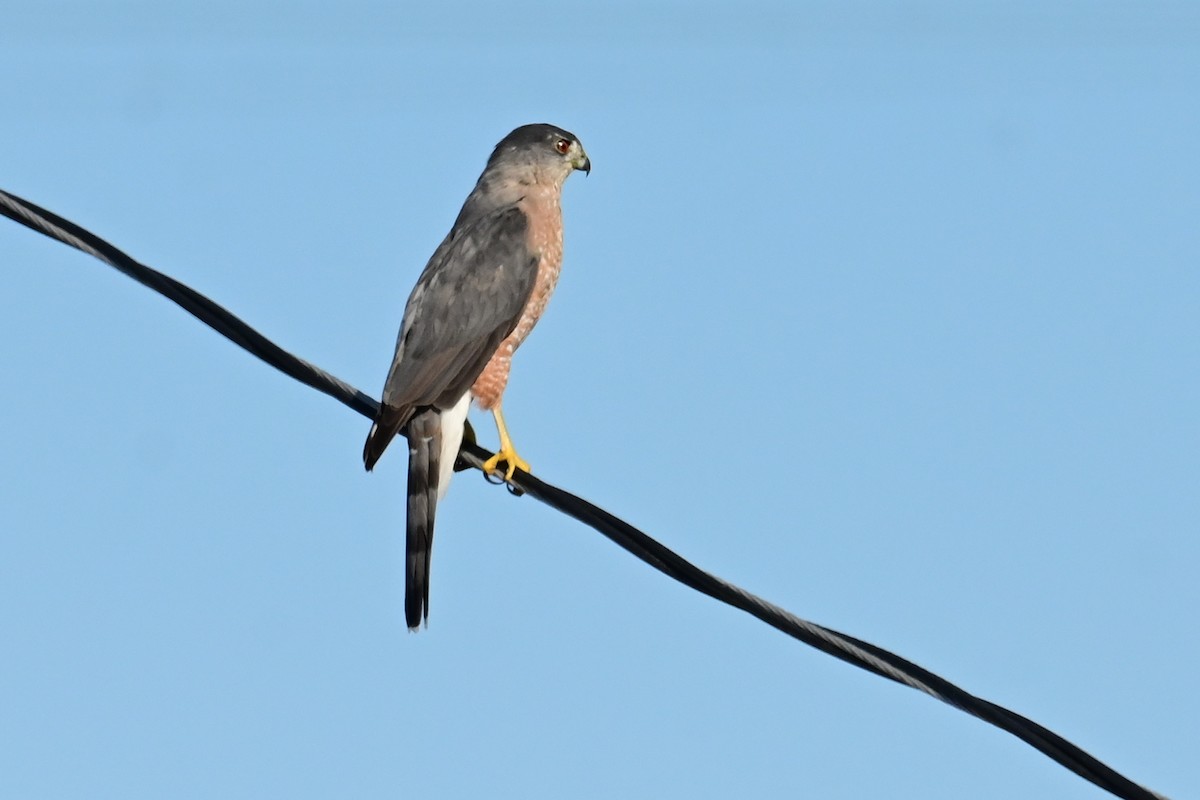 Яструб неоарктичний/чорноголовий - ML647558000