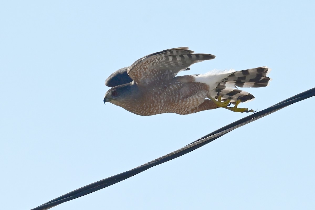 Яструб неоарктичний/чорноголовий - ML647558001