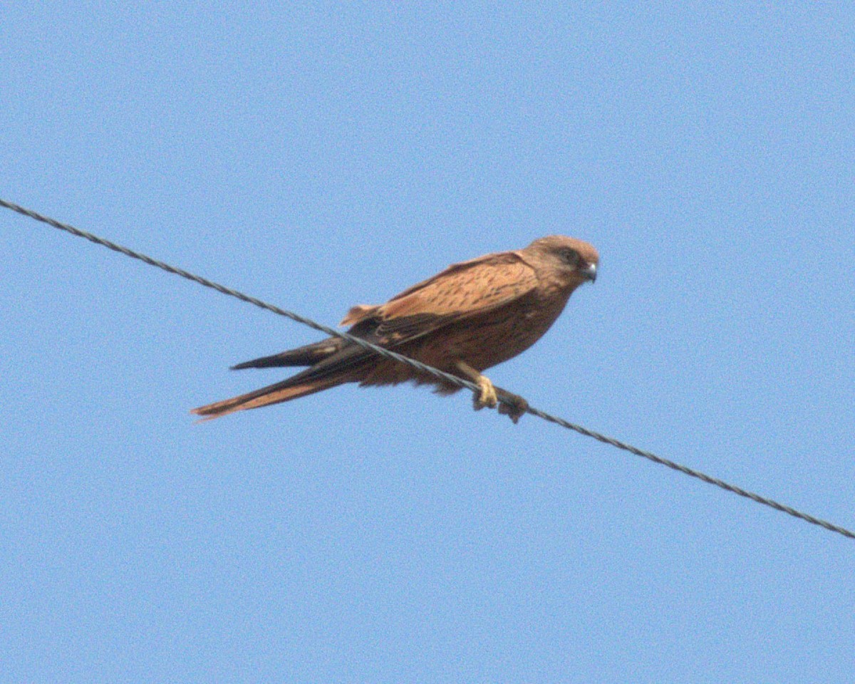 Боривітер рудий - ML647558003