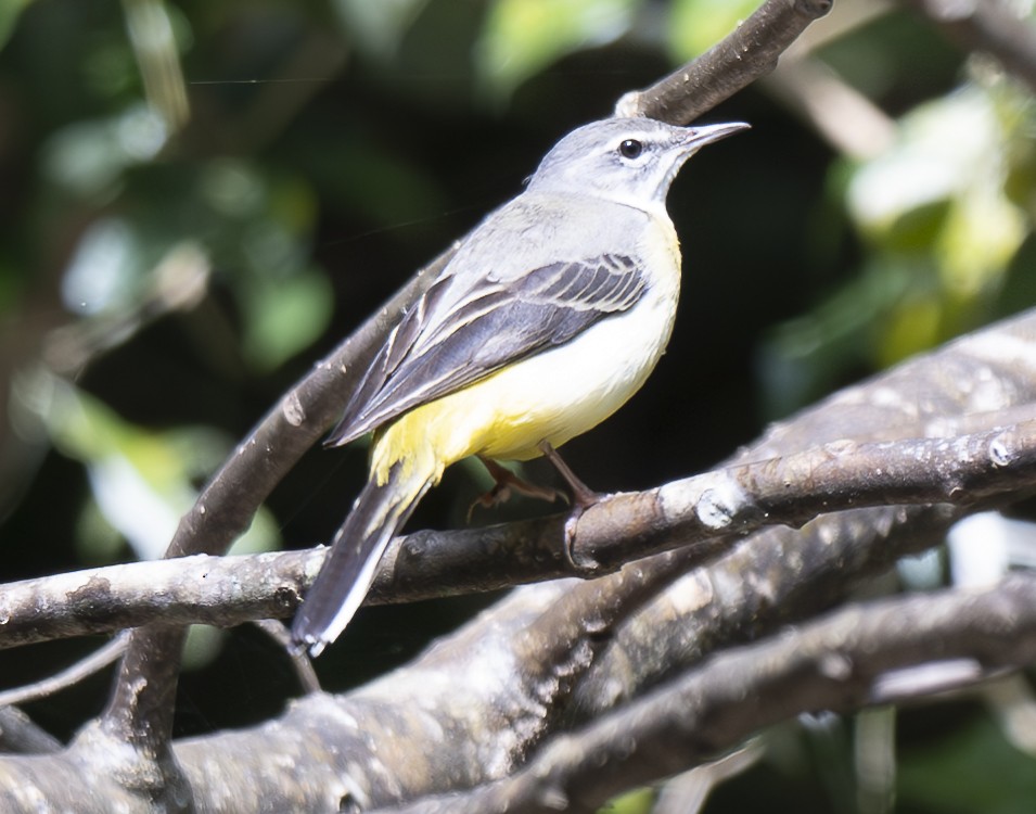 Плиска гірська - ML647558005