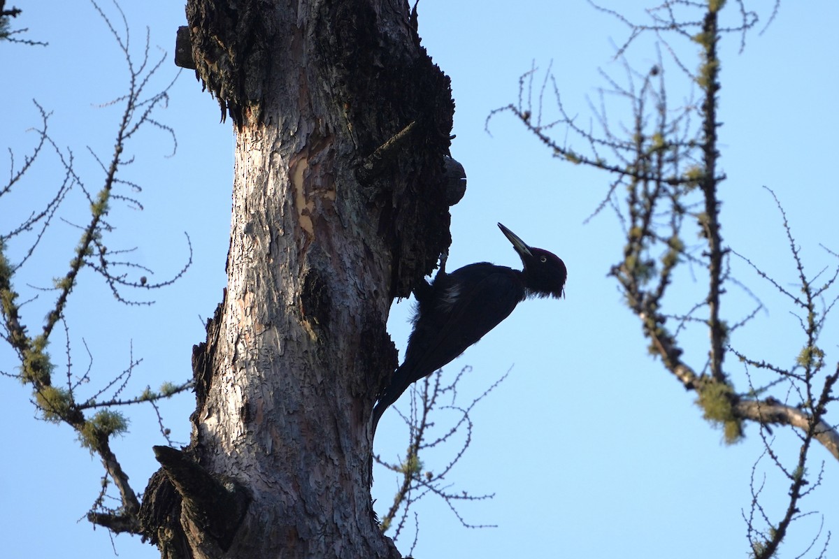 Жовна чорна - ML647558006