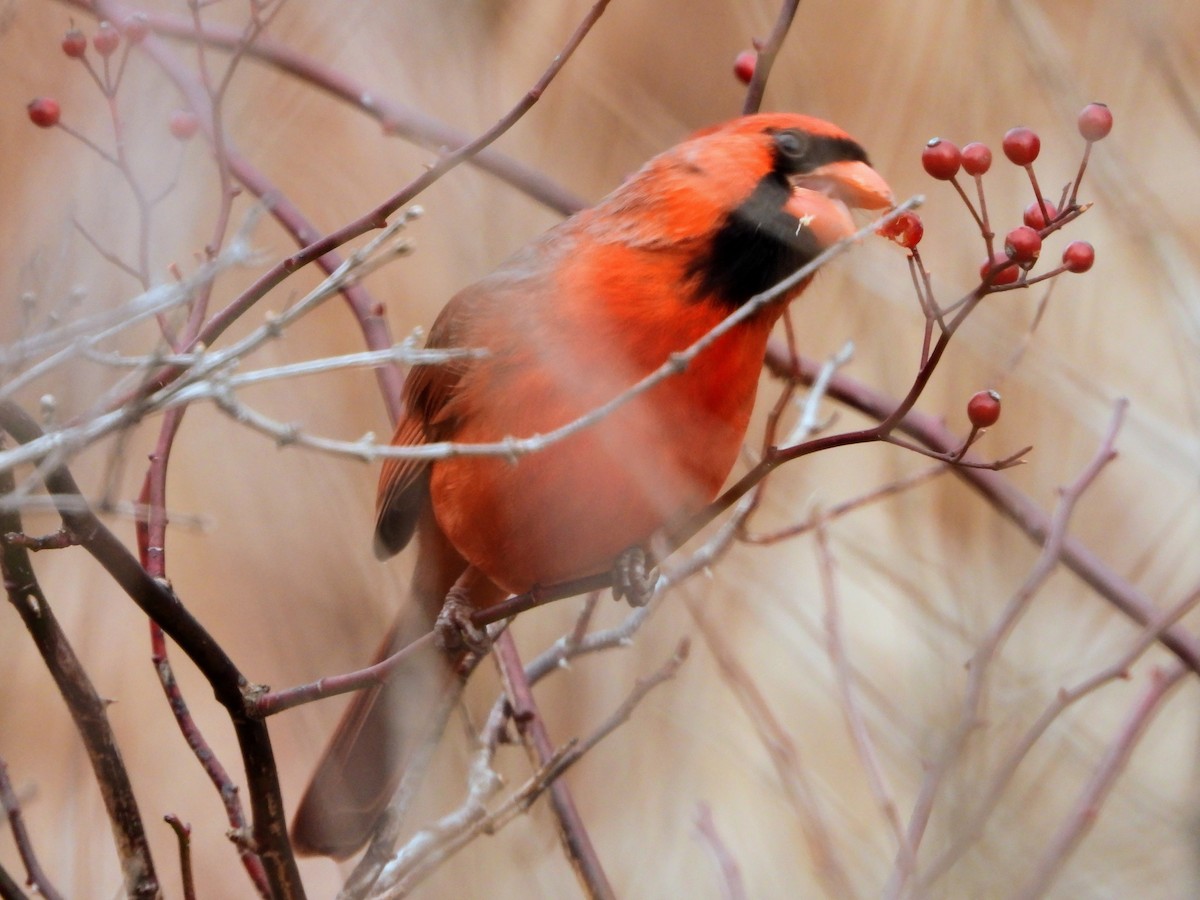 Кардинал червоний - ML647558007