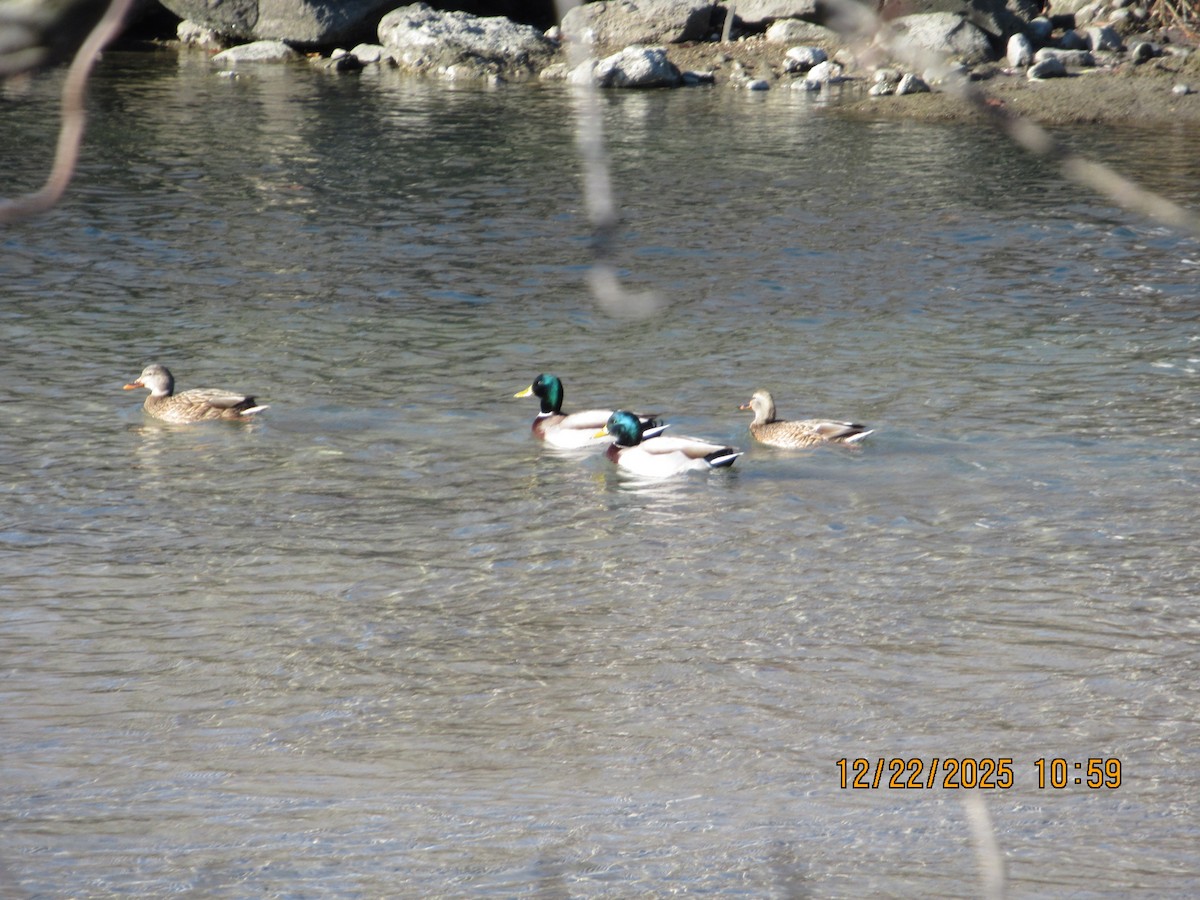 Крижень звичайний - ML647558008