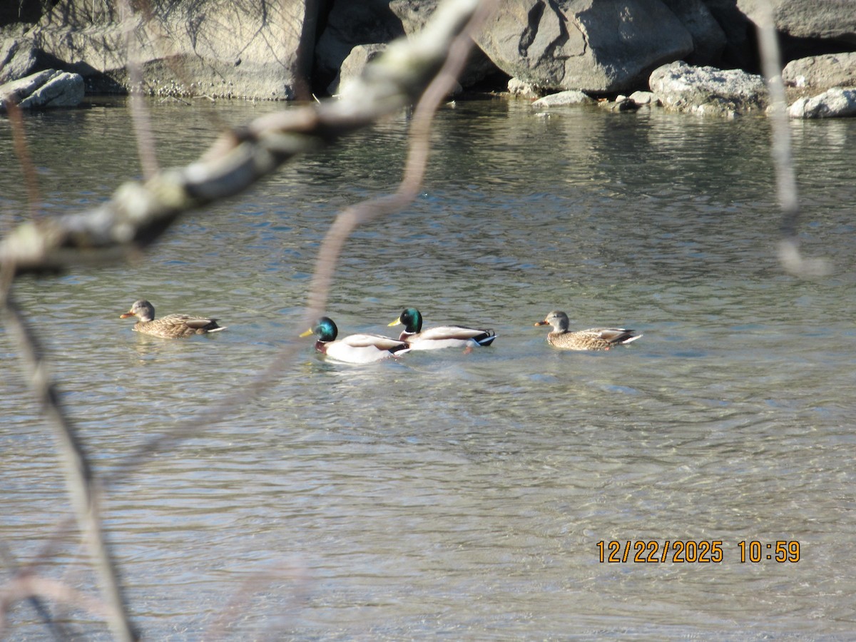 Крижень звичайний - ML647558009