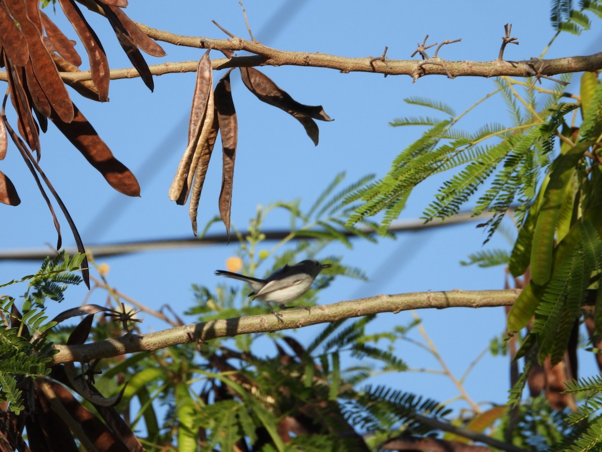 Комароловка сиза - ML647558010