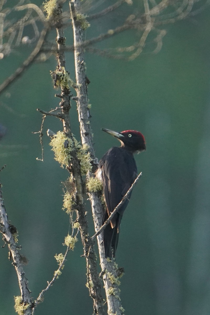 Жовна чорна - ML647558012