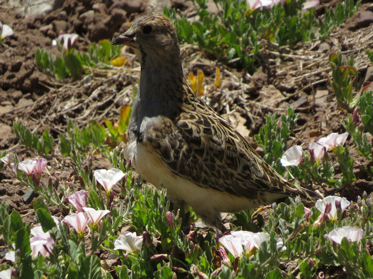 Тинокор великий - ML647558014