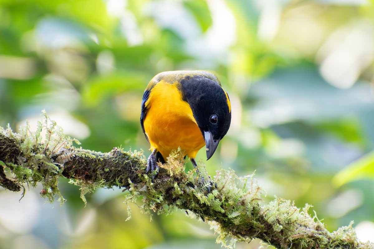 Андагра чорногорла - ML647558015