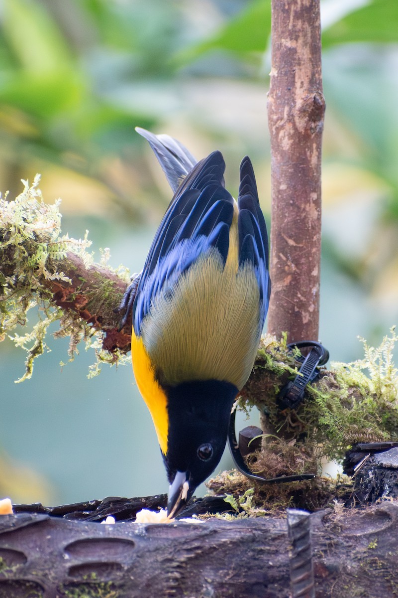 Андагра чорногорла - ML647558016