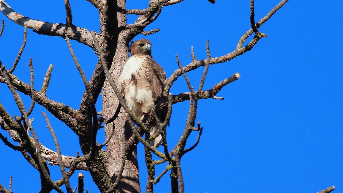 Канюк неоарктичний - ML647558017