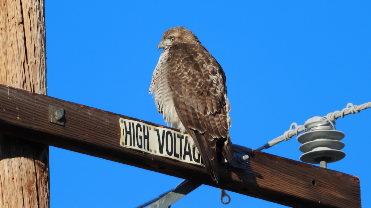 Канюк неоарктичний - ML647558018