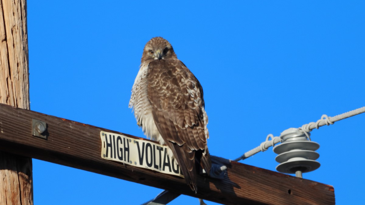 Канюк неоарктичний - ML647558019