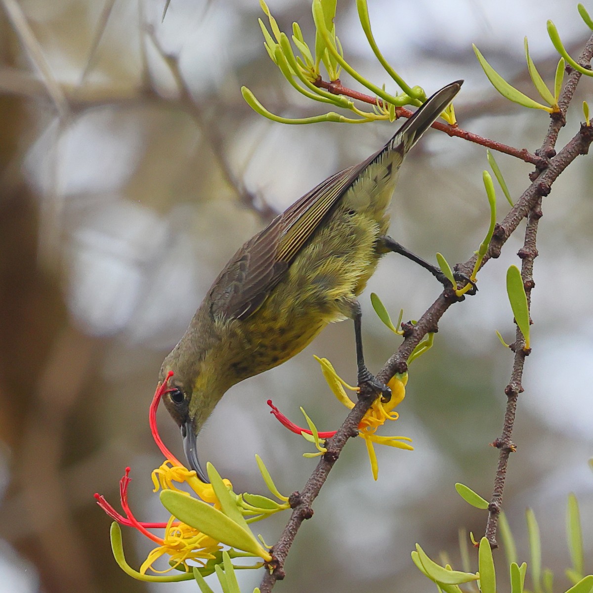 Маріка чорнокрила - ML647558021