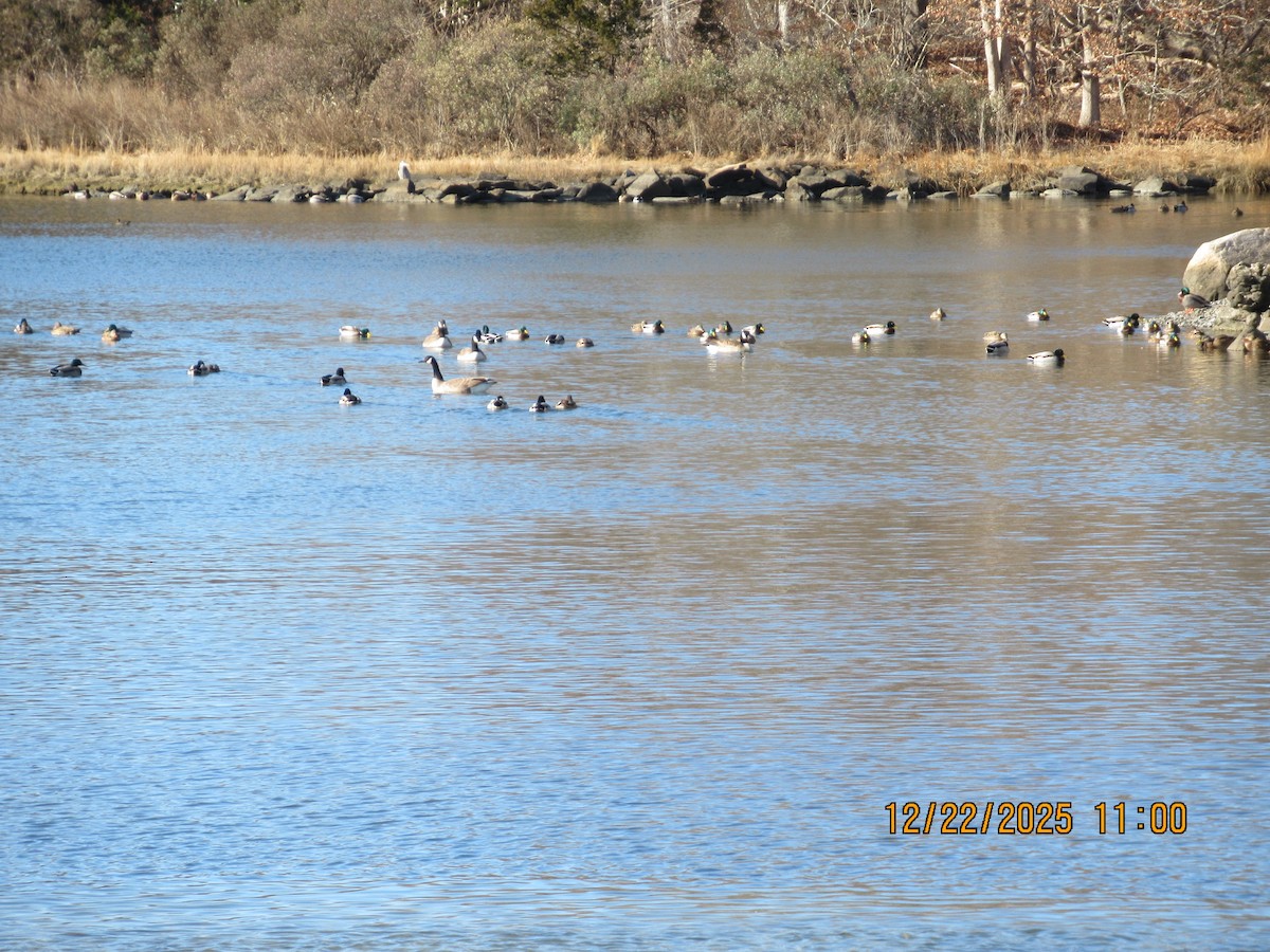 Крижень звичайний - ML647558022