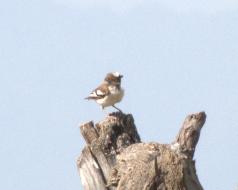 Магалі білобровий - ML647558023