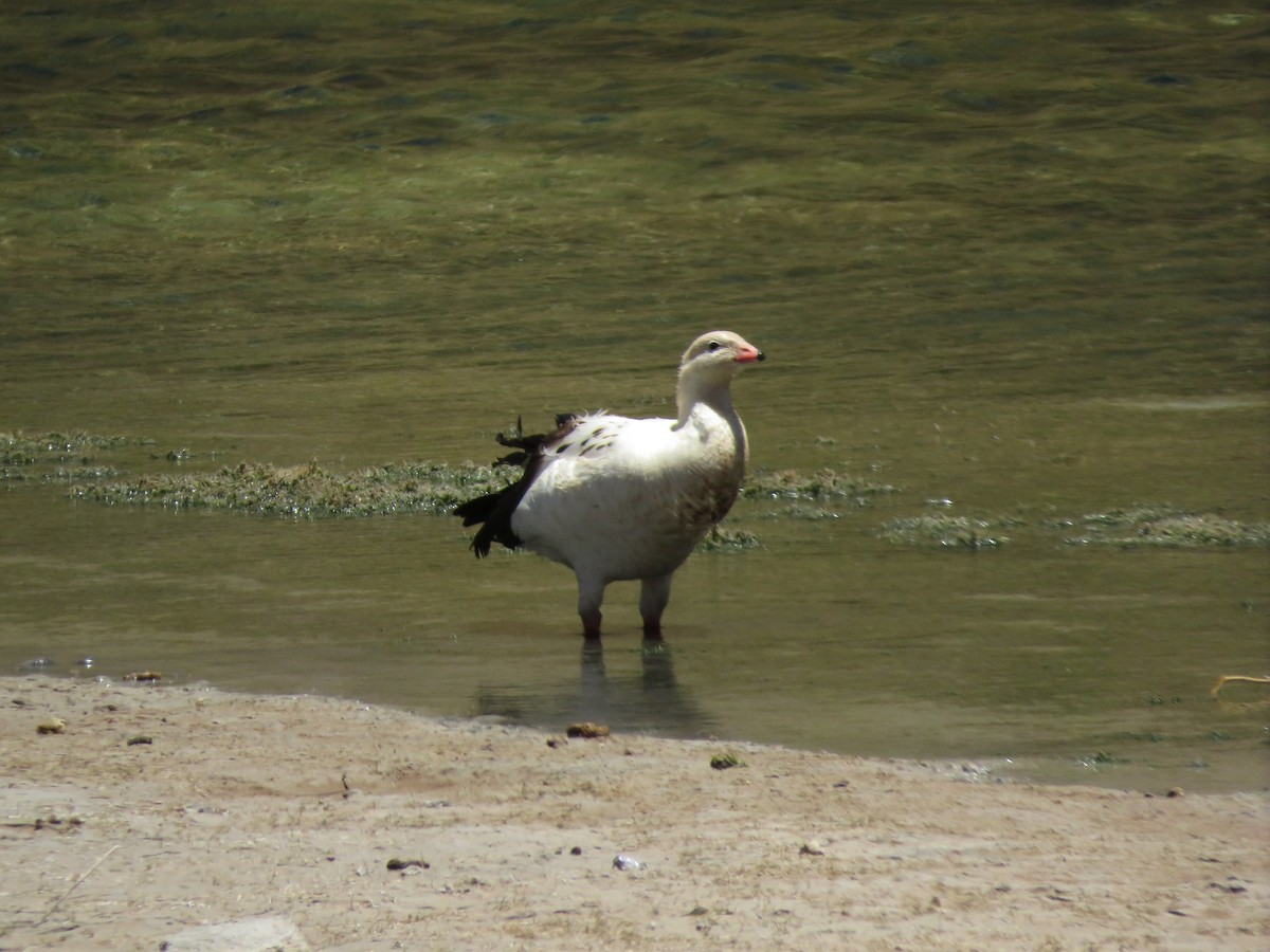 Каргарка андська - ML647558024