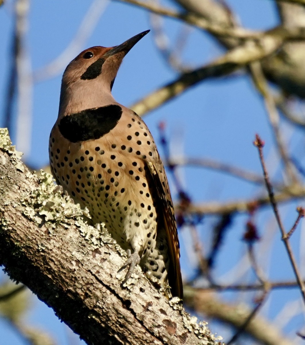 Декол золотистий - ML647558026