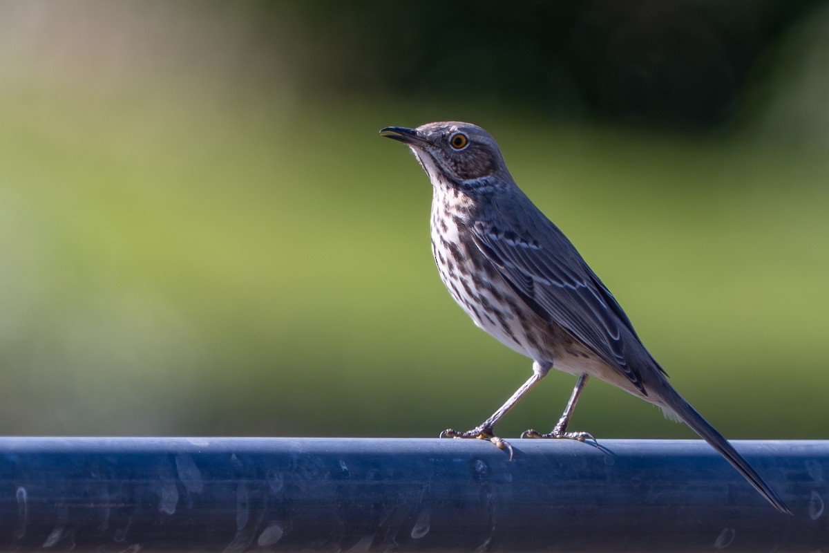 Полынный пересмешник - ML647558029