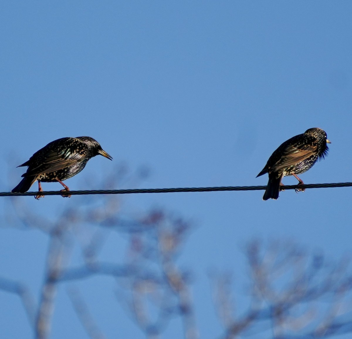 European Starling - ML647558039