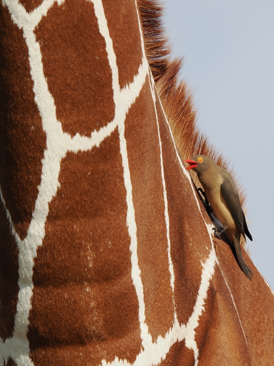 rødnebboksehakker - ML647558043