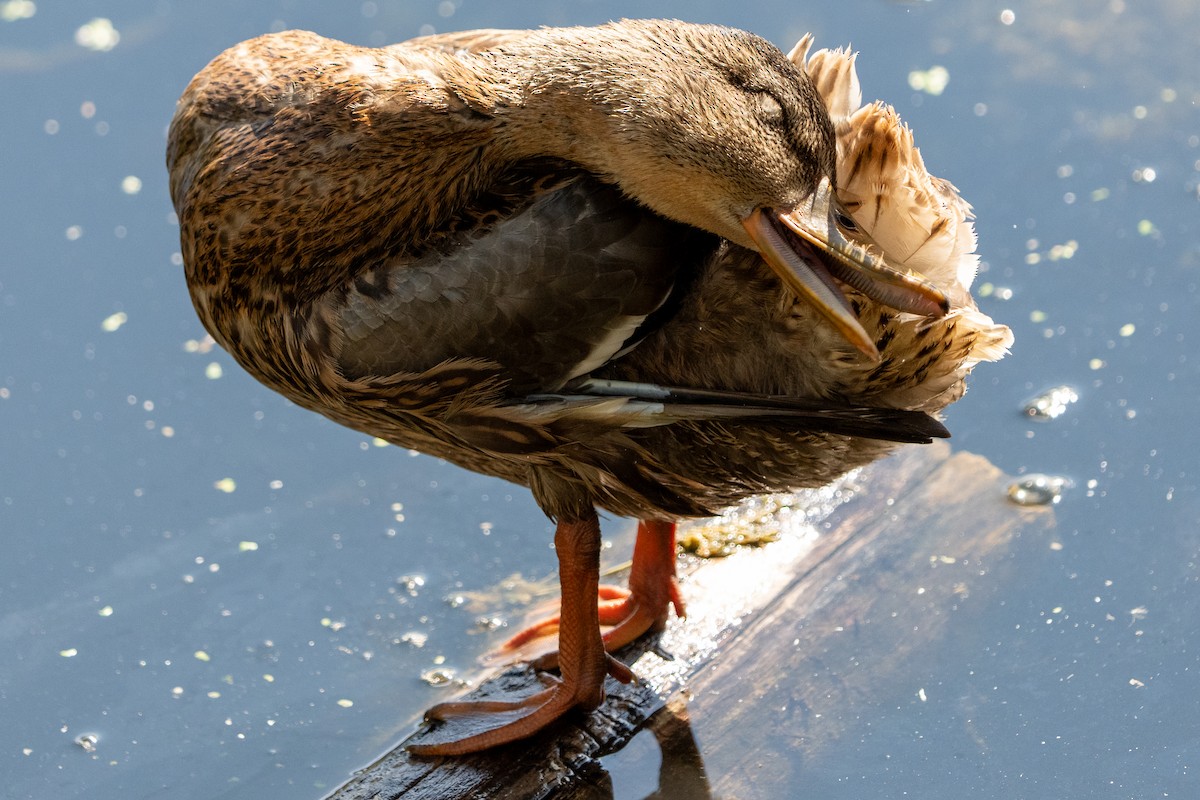 Кряква - ML647558052