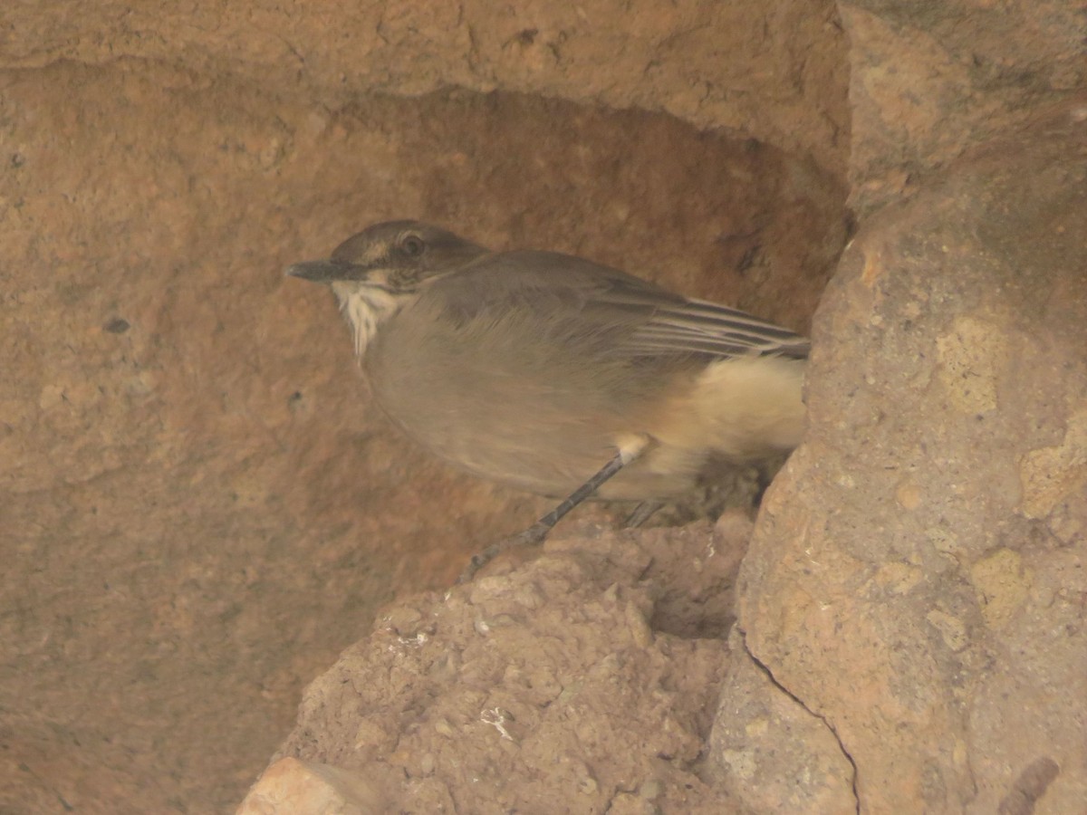 Black-billed Shrike-Tyrant - ML647558053