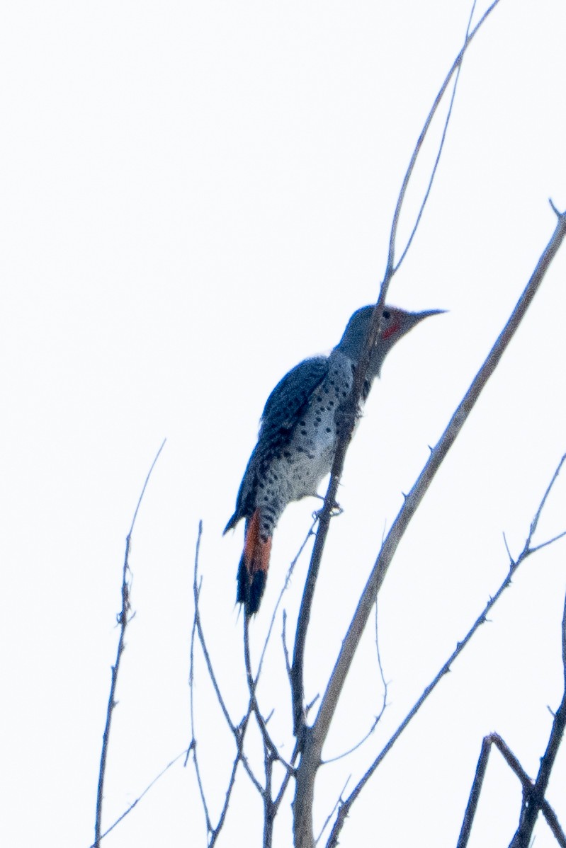 Шилоклювый дятел - ML647558061