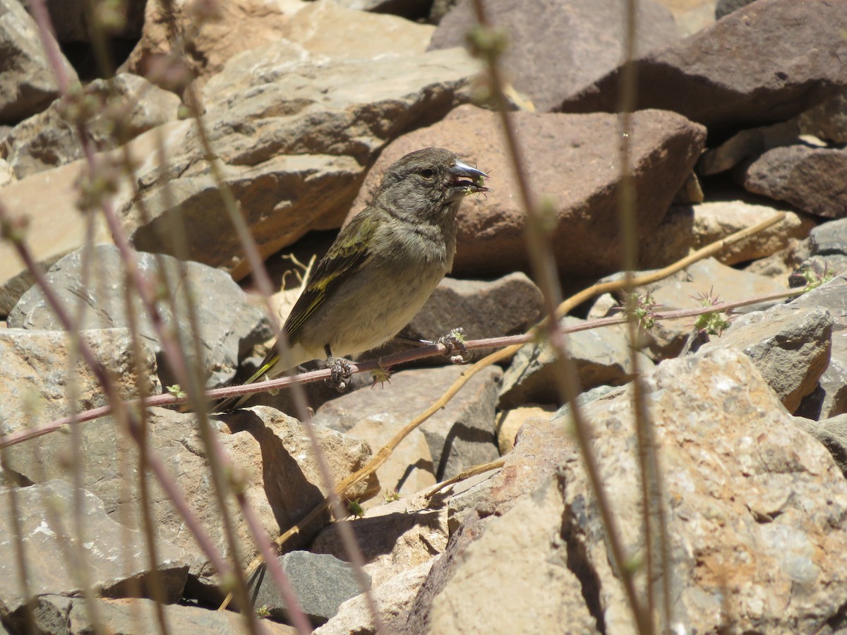 Thick-billed Siskin - ML647558085