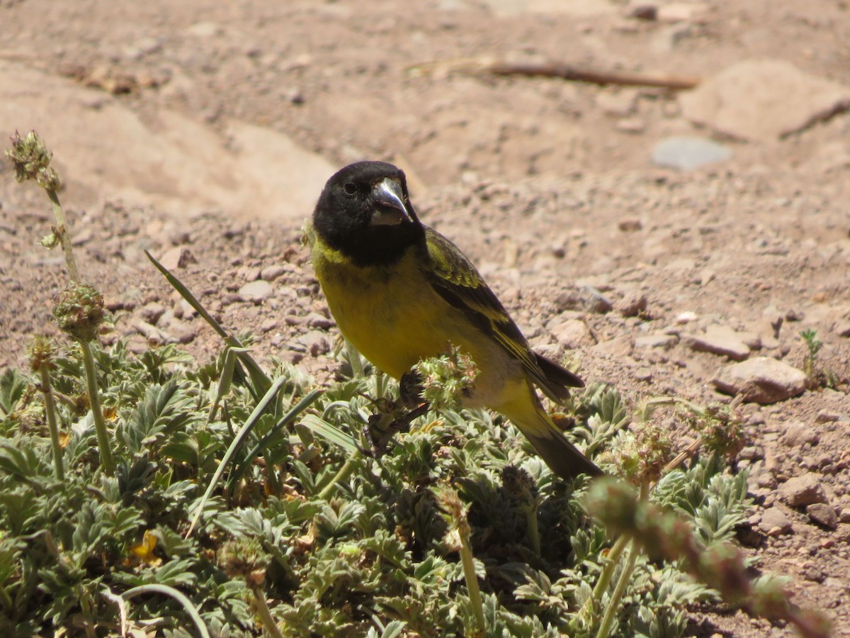 Thick-billed Siskin - ML647558087