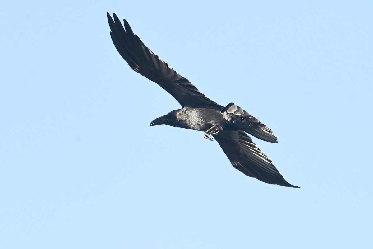 ワタリガラス - ML647558103