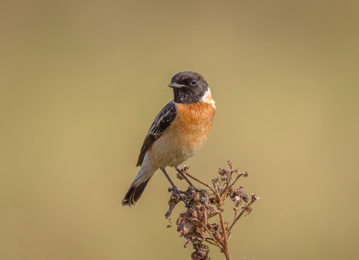 Siberian Stonechat - ML647558107