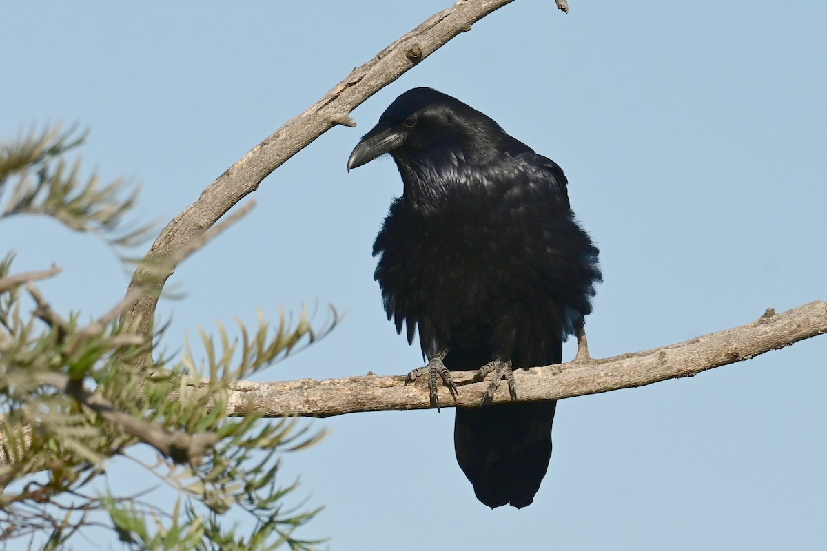 ワタリガラス - ML647558108