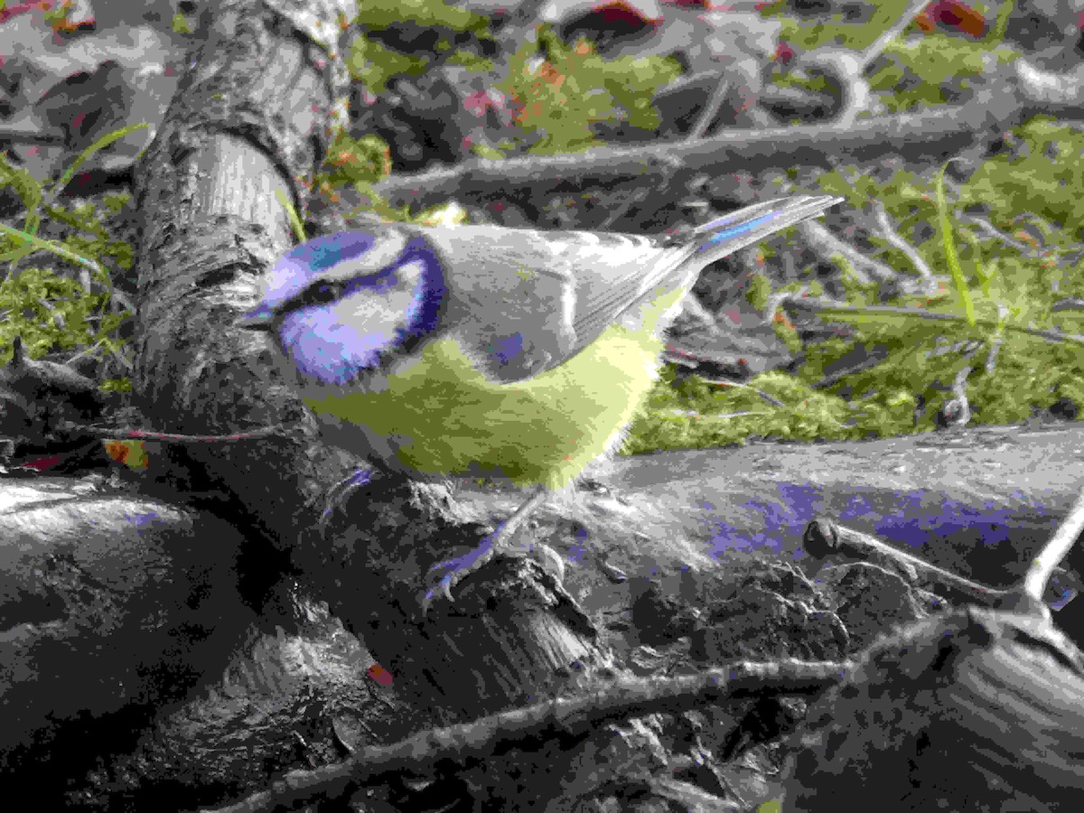 Eurasian Blue Tit - ML647558150