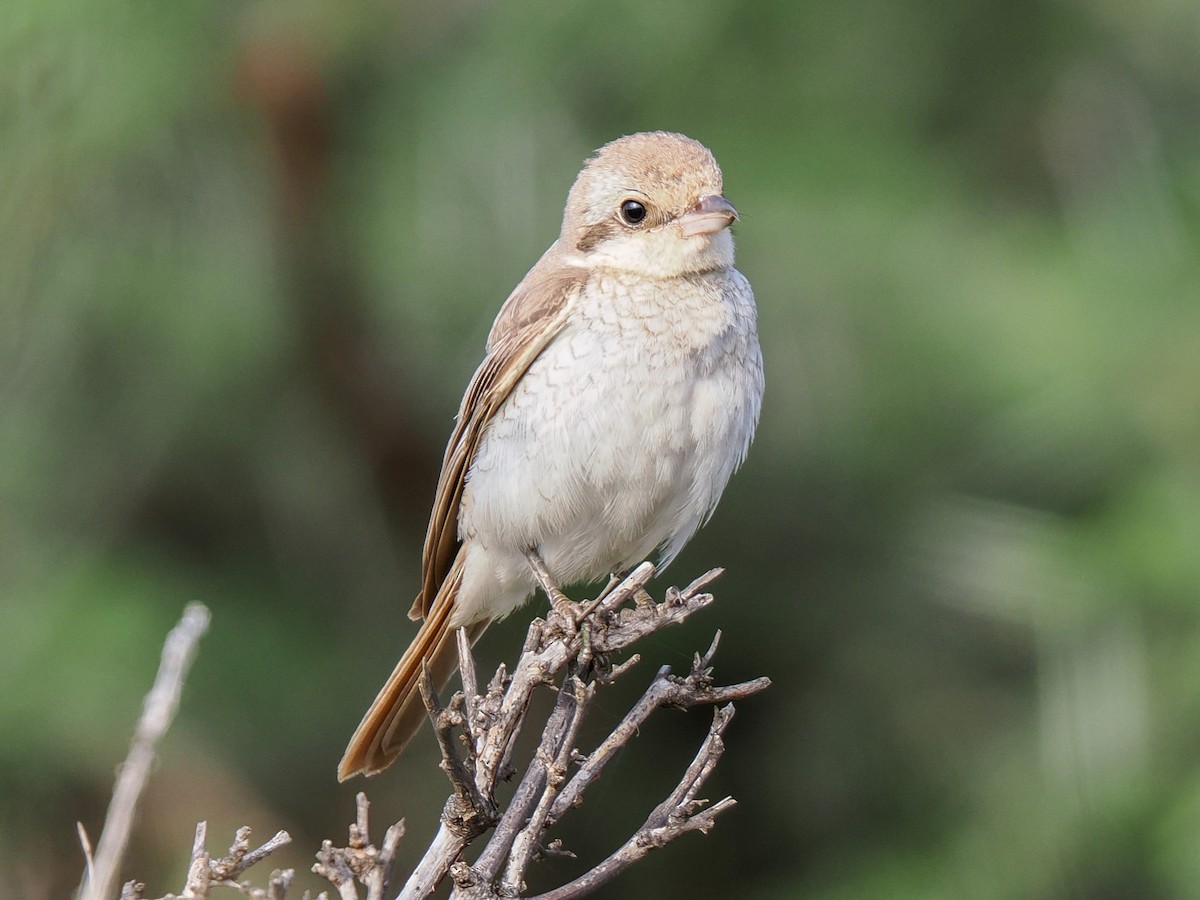 Alcaudón Isabel - ML647558151