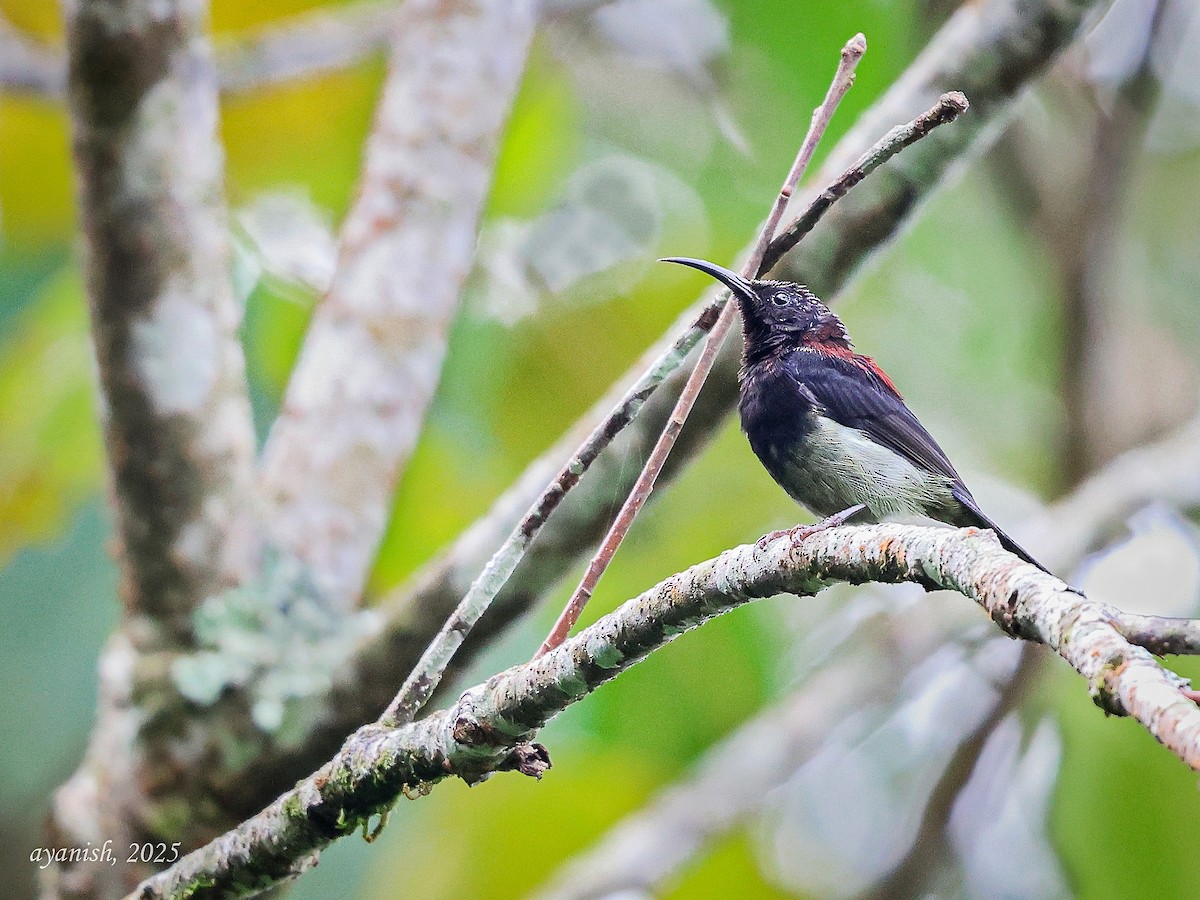 Black-throated Sunbird - ML647558154