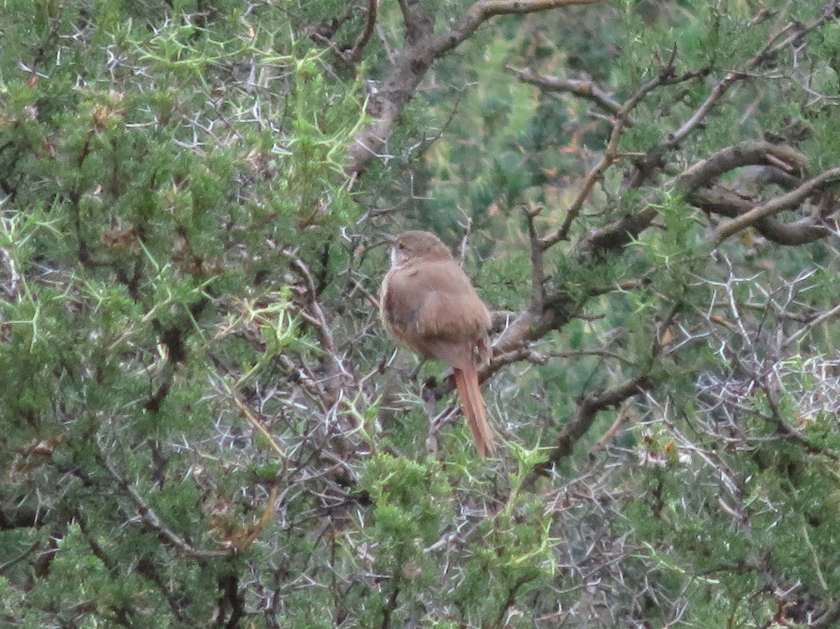 Cordilleran Canastero - ML647558197