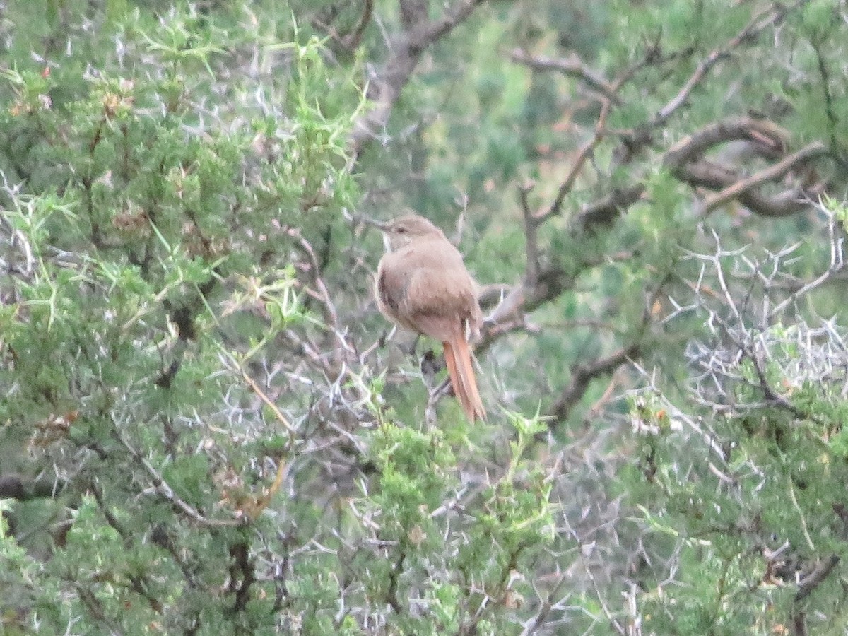 Cordilleran Canastero - ML647558198