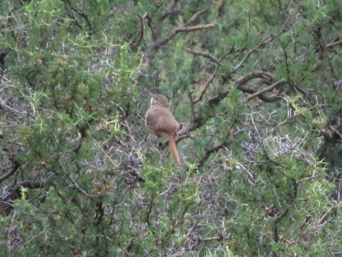 Cordilleran Canastero - ML647558199