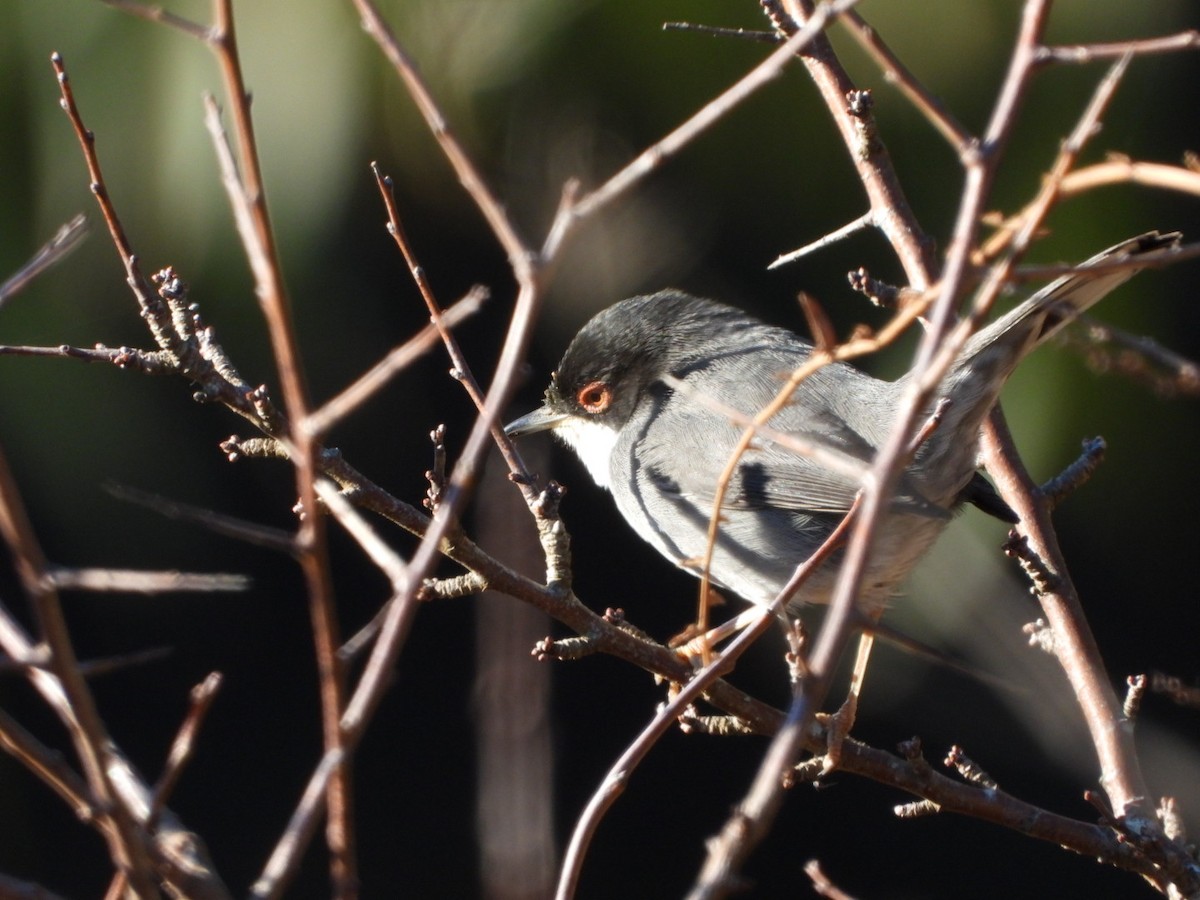 Sardinian Warbler - ML647558202