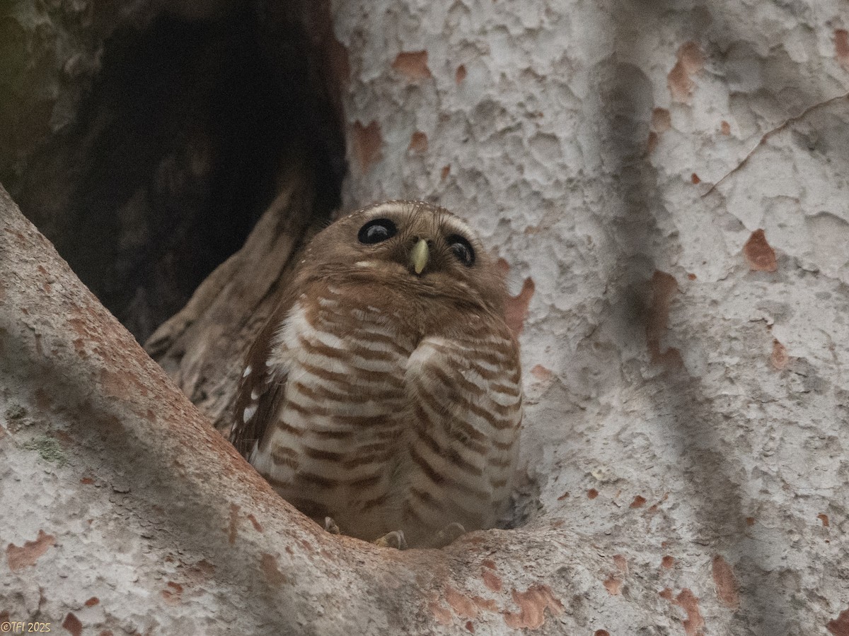 White-browed Owl - ML647558205