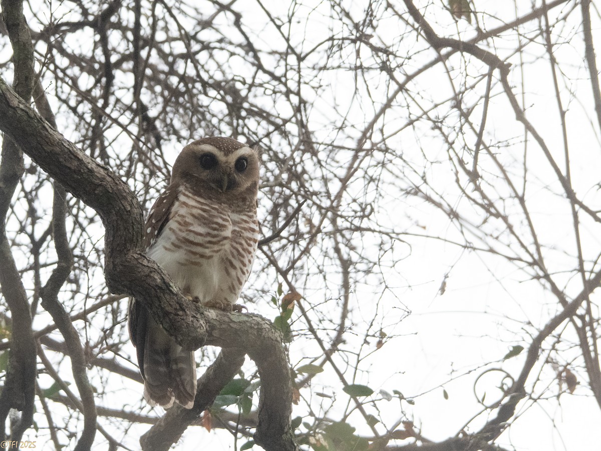 White-browed Owl - ML647558206