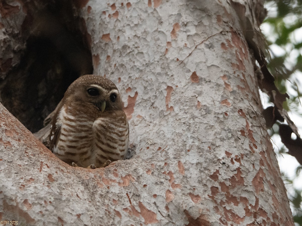 White-browed Owl - ML647558208