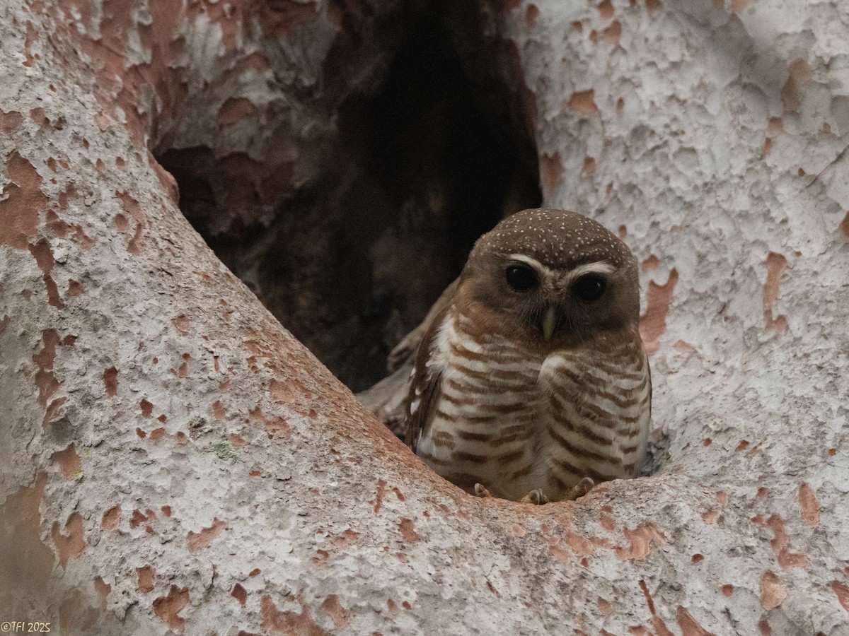 White-browed Owl - ML647558209
