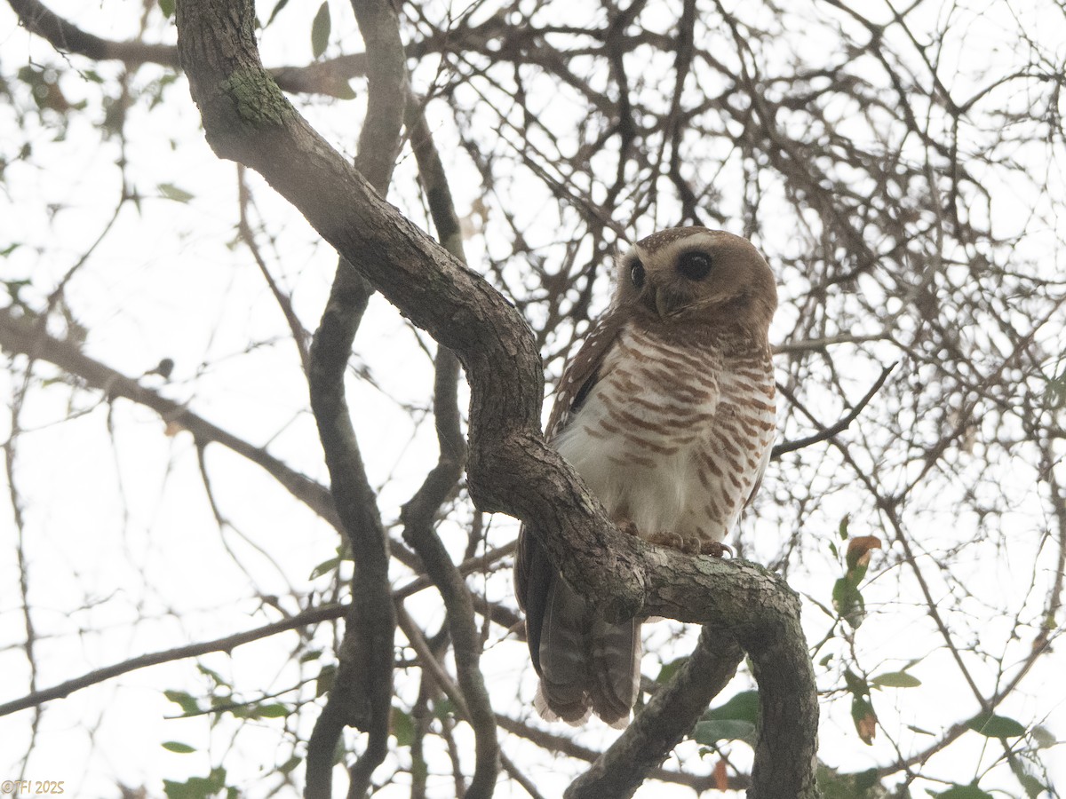White-browed Owl - ML647558210