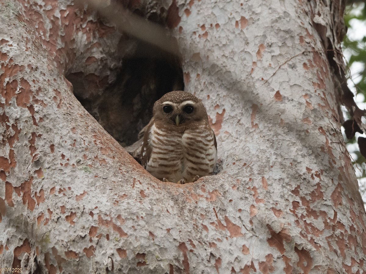 White-browed Owl - ML647558213