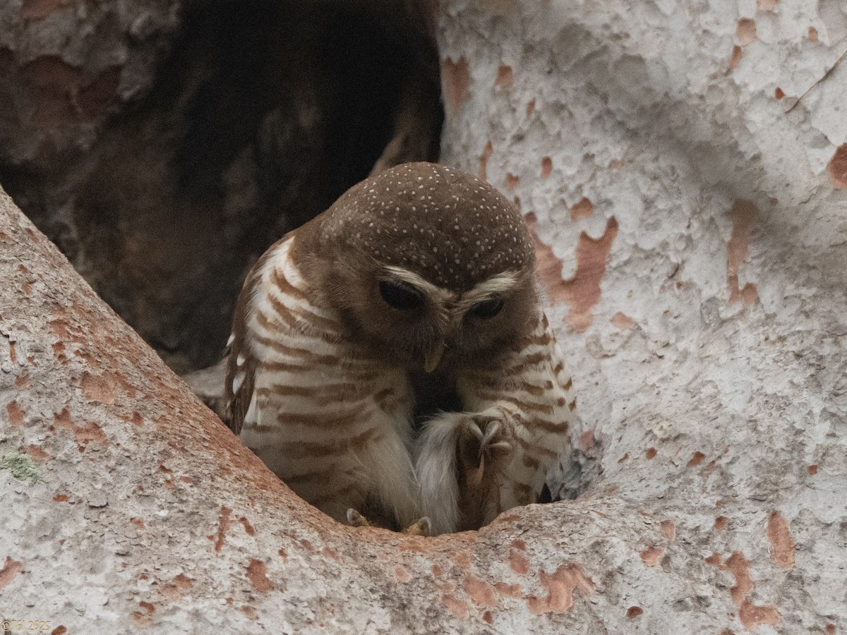 White-browed Owl - ML647558214
