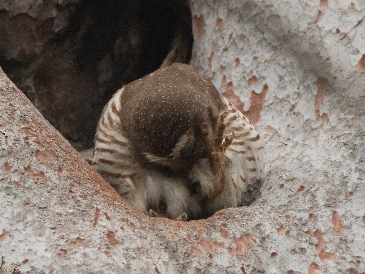 White-browed Owl - ML647558216